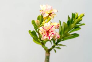 Brown Yellow Summer Candy Bonsai Adenium