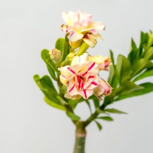 Brown Yellow Summer Candy Bonsai Adenium