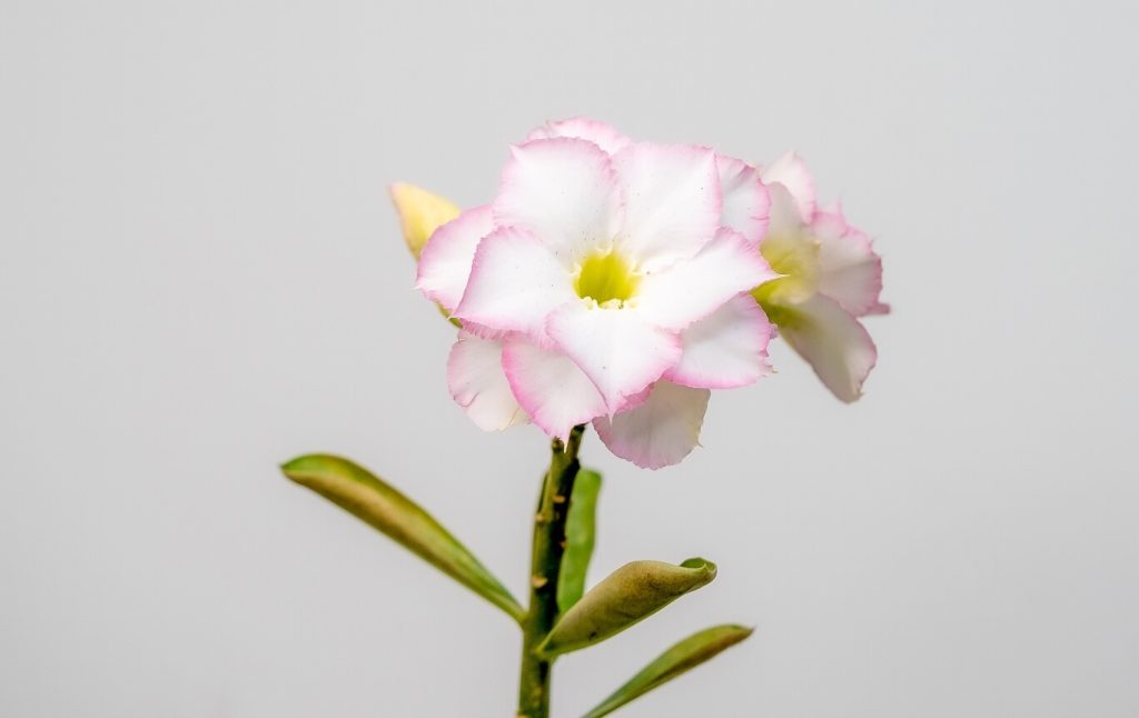 Buy Adenium in Tamil Nadu: Your Ultimate Guide