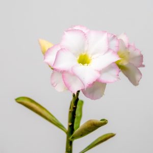 Desert Pearl Bonsai Adenium