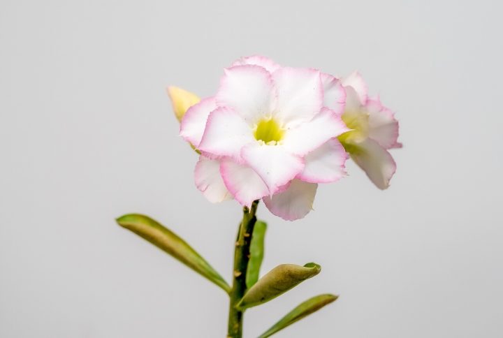 Desert Pearl Bonsai Adenium