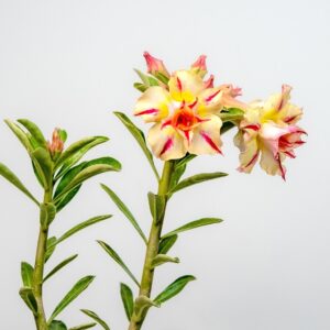 Golden Millionaire Bonsai Adenium