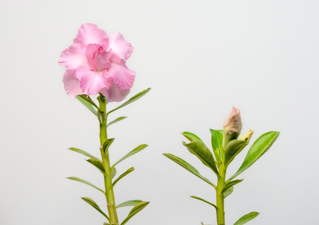 Buy Adenium in Tamil Nadu: Your Ultimate Guide