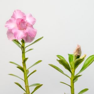 Pink Paradise Bonsai Adenium