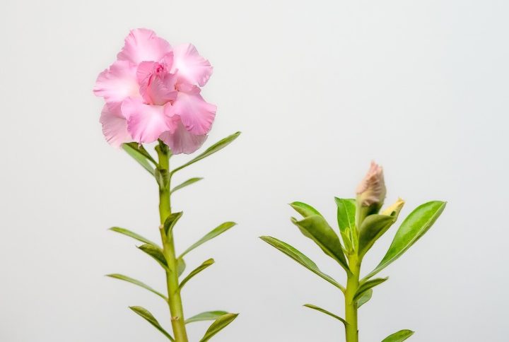 Pink Paradise Bonsai Adenium