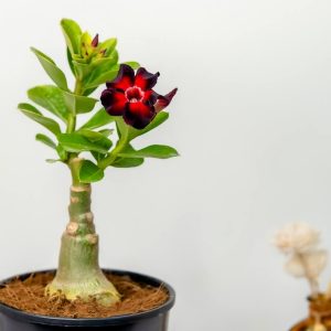 Single Red Black Bonsai Adenium