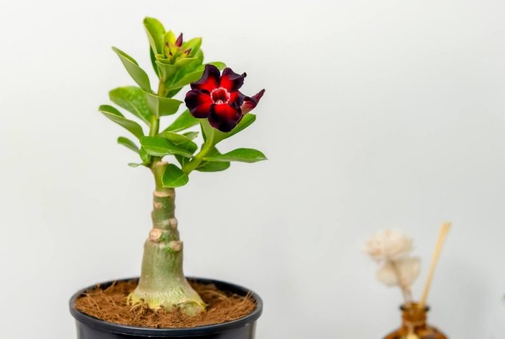 Single Red Black Bonsai Adenium