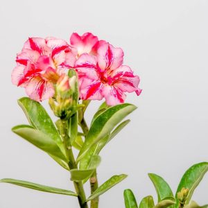 Orange Wave Windmill Bonsai Adenium