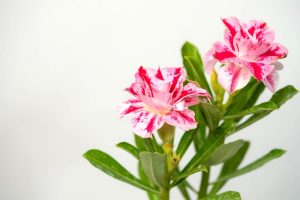 Sun King Bonsai Adenium