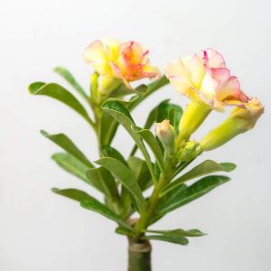 Yellow Red Triple Shower Bonsai Adenium