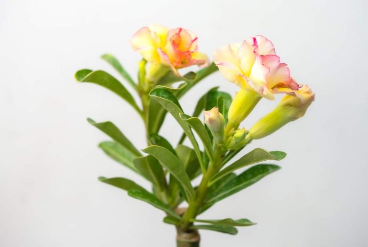 Yellow Red Triple Shower Bonsai Adenium