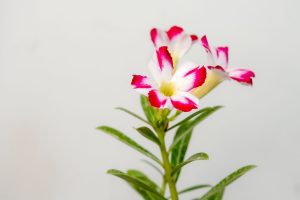 White Star Bonsai Adenium