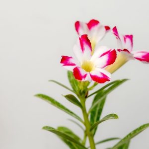 White Star Bonsai Adenium