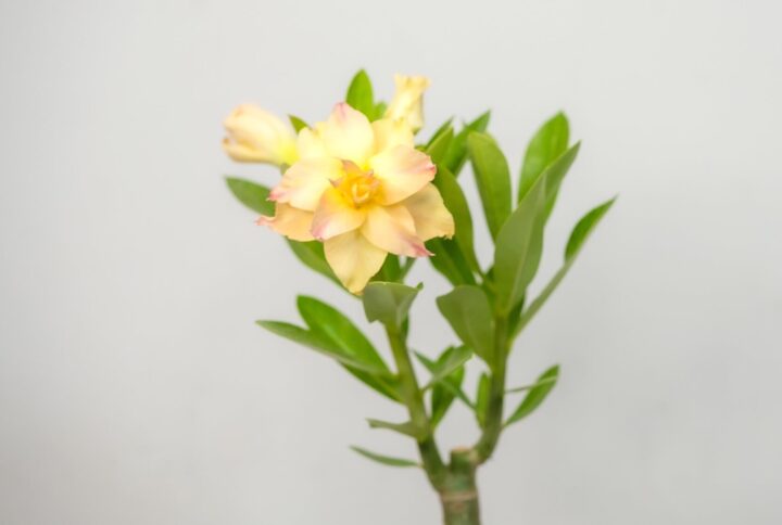 Kanchana Yellow Bonsai Adenium