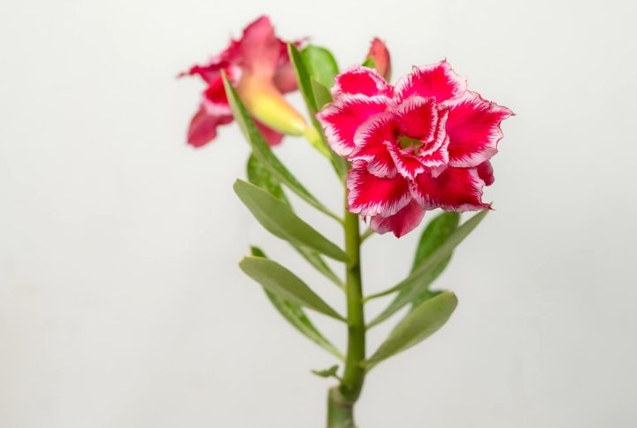 Classic Rose White Bonsai Adenium