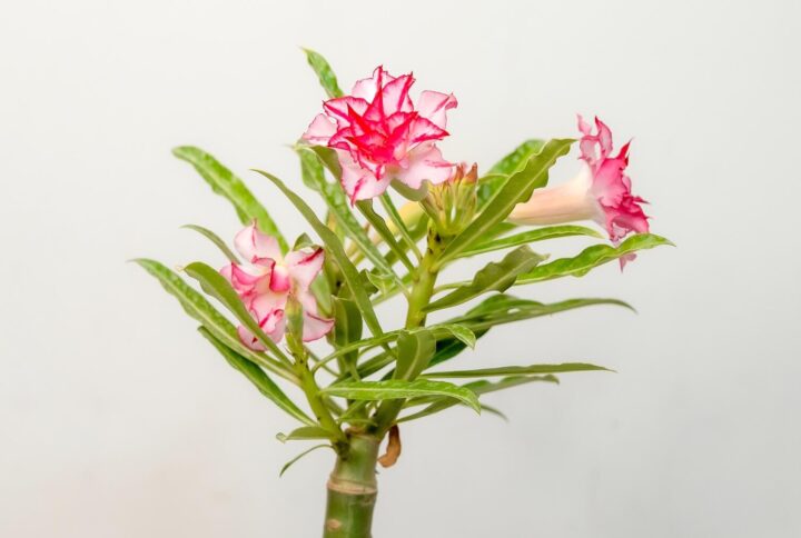 Old Clock Bonsai Adenium