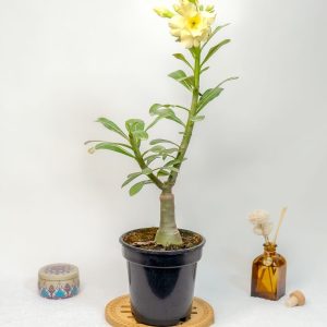 Grafted Yellow Jubee Bonsai Adenium