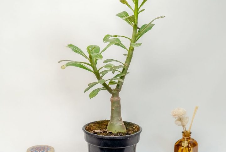 Grafted Yellow Jubee Bonsai Adenium