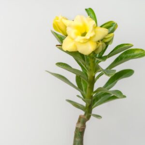 Sweet Yellow Vanish Bonsai Adenium