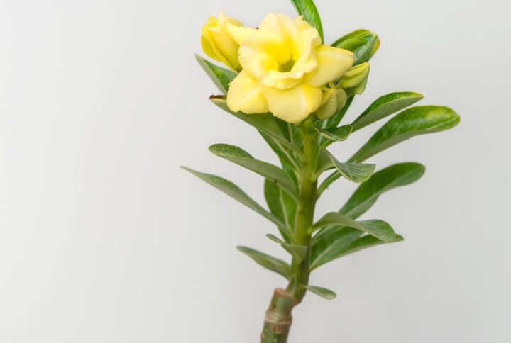 Sweet Yellow Vanish Bonsai Adenium