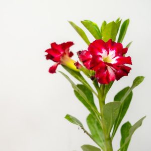 MS1 Red Night Single Bonsai Adenium