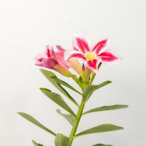 Single Santa Bonsai Adenium