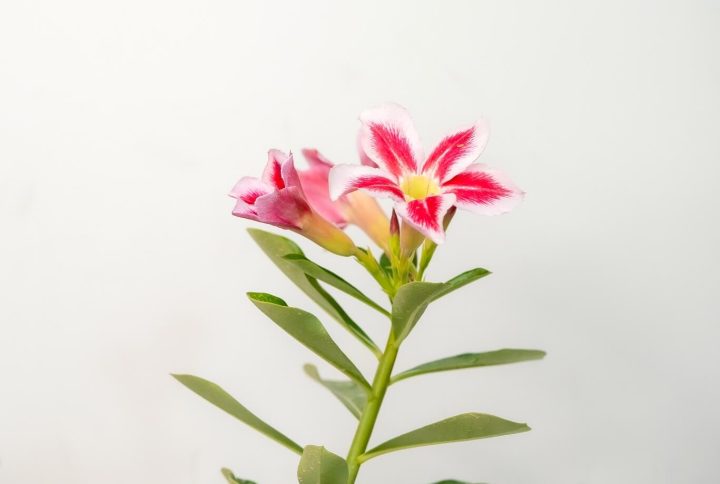 Single Santa Bonsai Adenium