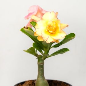 Six Layer Cotton Candy Bonsai Adenium