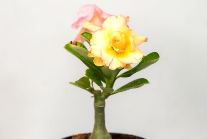 Six Layer Cotton Candy Bonsai Adenium