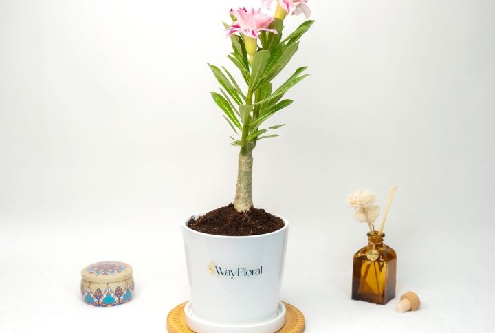 Pink Big Spray Blush Bonsai Adenium