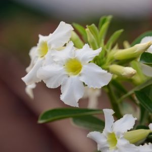 Vivacious White Angel Bonsai Adenium