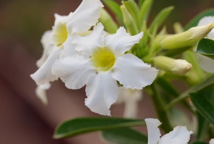 Vivacious White Angel Bonsai Adenium