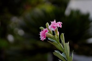 Rainbow Desert Hedra Bonsai Adenium