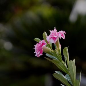 Rainbow Desert Hedra Bonsai Adenium