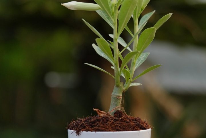 White Line Angel Bonsai Adenium