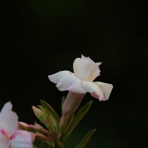 Indo America Desert Snow Bonsai Adenium