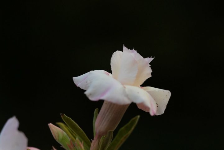 Indo America Desert Snow Bonsai Adenium