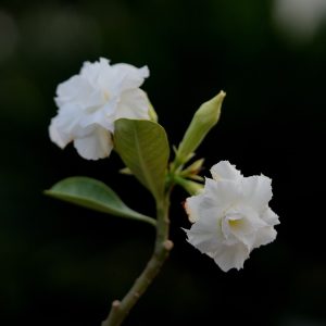 White Double Pure Bonsai Adenium