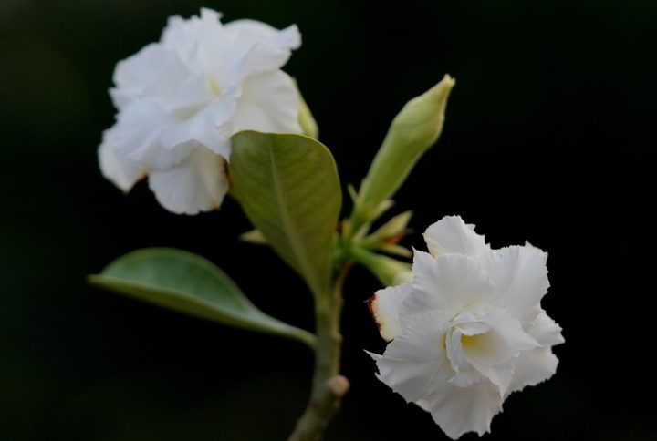 White Double Pure Bonsai Adenium