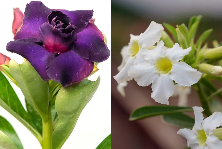 Classic Contrast Bonsai Adenium Combo