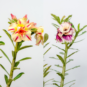 Desert Beauty Bonsai Adenium Combo