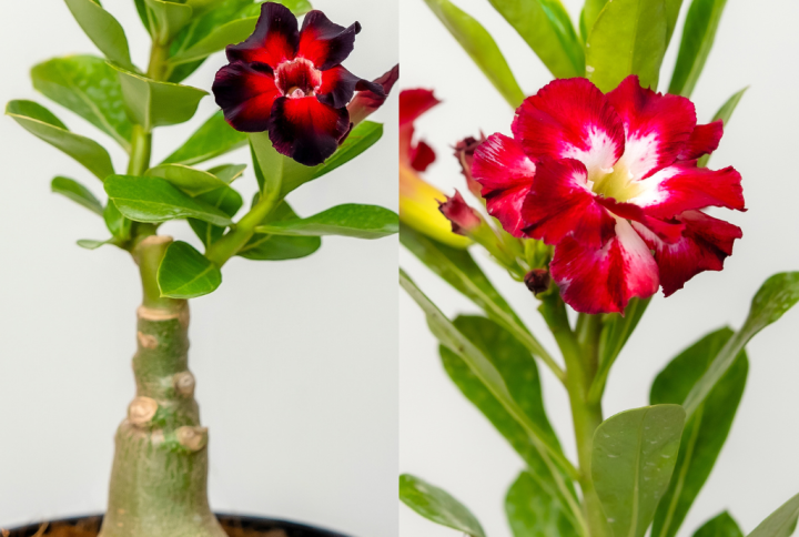 Dramatic Red Duo Bonsai Adenium Combo