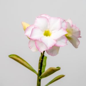 Pure White Serenity (Vivacious White Angel Adenium Plant - Indo America Desert Snow - White Double Pure - Desert Pearl Adenium Combo)