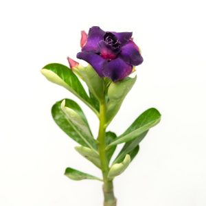 Red Elegance (Dark Purple Red Raven - Firlady Desert Ruby - Single Red Black Night - MS1 Red Night Single Adenium Combo)