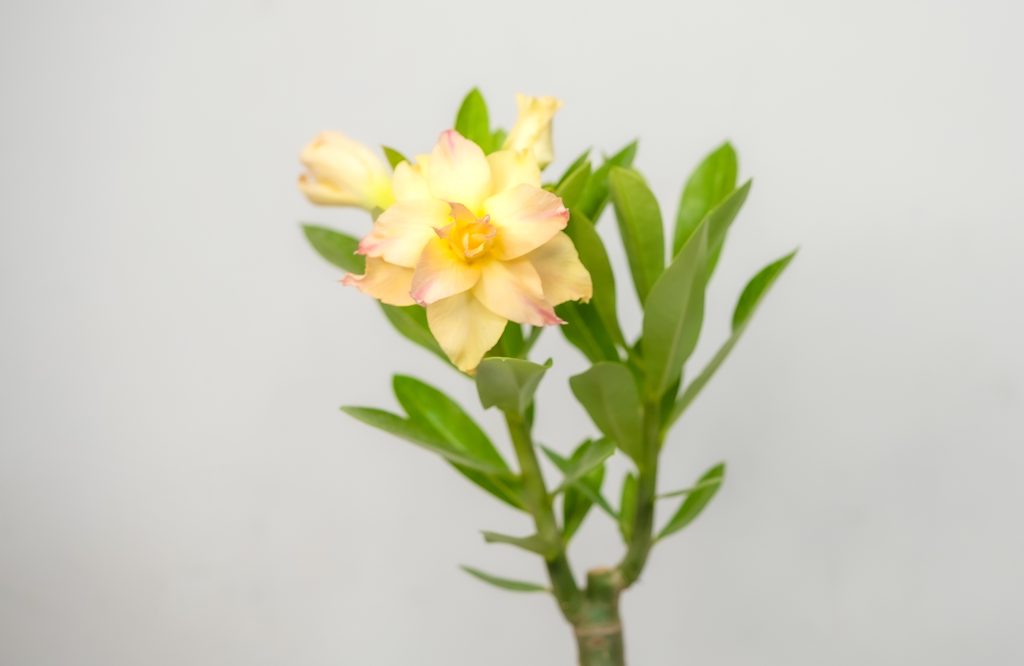 Buy Adenium in Tamil Nadu: Your Ultimate Guide