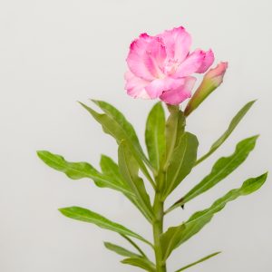 Romantic Pair (Pink Floid - Pink Big Spray Blush Adenium Combo)