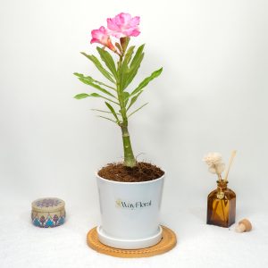 Pink and Blush Harmony (Pink Floid - Pink Big Spray Blush Adenium Plant - Pink Paradise - Single Santa Adenium Combo)