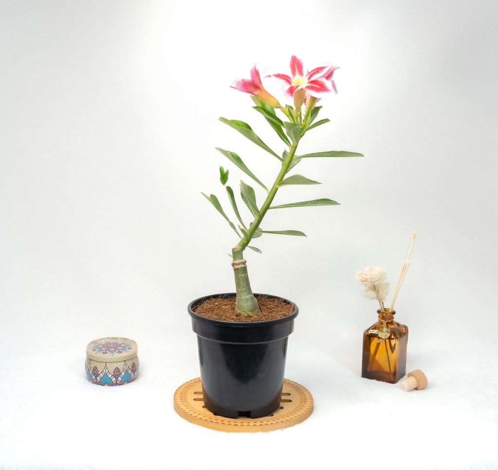 Buy Adenium Online: A Guide to Finding the Best Plants