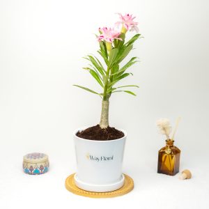 Romantic Bliss (Pink Floid - Pink Big Spray Blush Adenium Plant - Pink Paradise - Single Santa Adenium Combo)