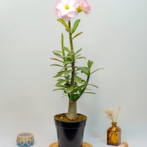 Tranquil Retreat (Vivacious White Angel - Indo America Desert Snow - White Double Pure -Desert Pearl) Adenium Combo